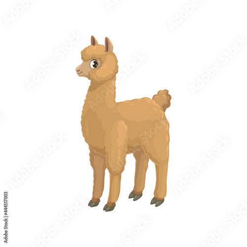 Llama alpaca isolated cartoon animal of camel family, hoofed quanaco. Vector beige alpaca or lama, South American domesticated pack animal. LLama baby character, guanaco wild lama, mountain sheep