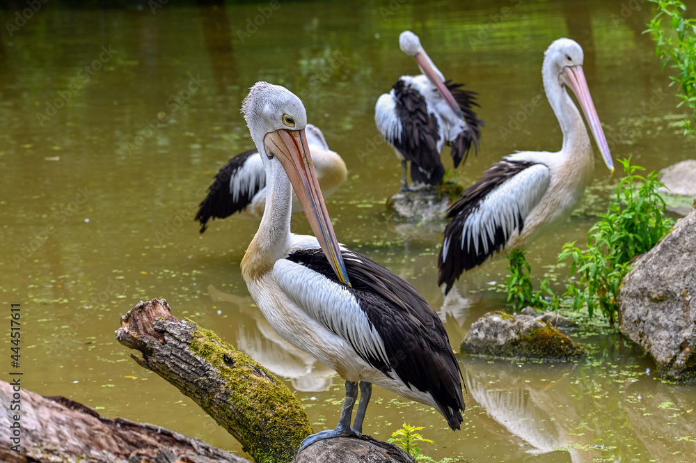 Australian pelican (Pelecanus conspicillatus), close up Australian pelican (Pelecanus conspicillatus), close up
