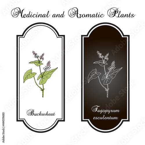 Buckwheat Fagopyrum esculentum , kitchen and medicinal plant