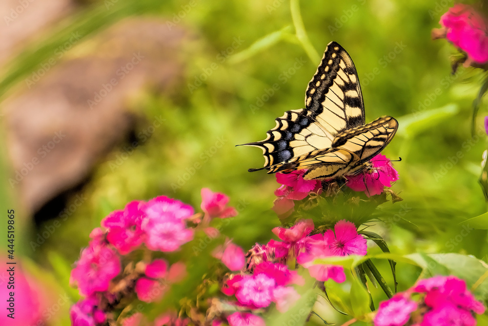 A butterfly sits on a carnation flower on a sunny summer day. A butterfly sits on a carnation flower on a sunny summer day.