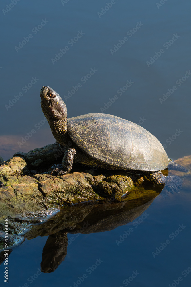 Obraz premium A Tortoise Standing by the Lake and Enjoying the Hot Summer Morning