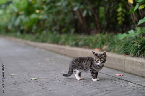 little wild Dragon Li cat in natural park, looking at camera