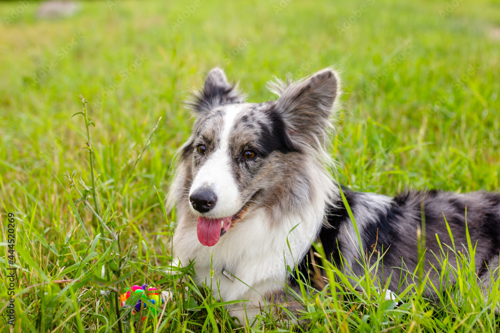 Welsh Corgi Cardigan on green grass outdoor