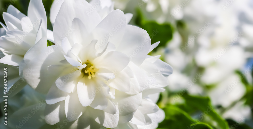 White terry jasmine flowers in the garden. Macro floral background White terry jasmine flowers in the garden. Macro floral background
