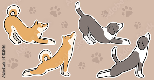 Stretching yoga dogs