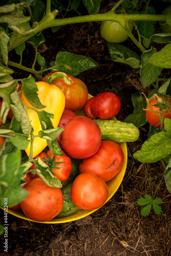 Harvest from the village garden - a bowl of vegetables for a salad in a garden with tomatoes.