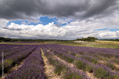 Lavender fields in Provence  France