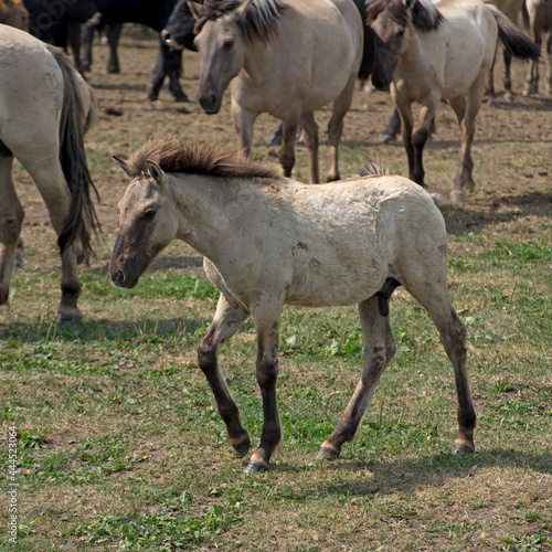 Foal of a Free-ranging wild horse breed The Konik grazing in the Dunduru meadows, Latvia. Polish primitive horse like a Tarpan.