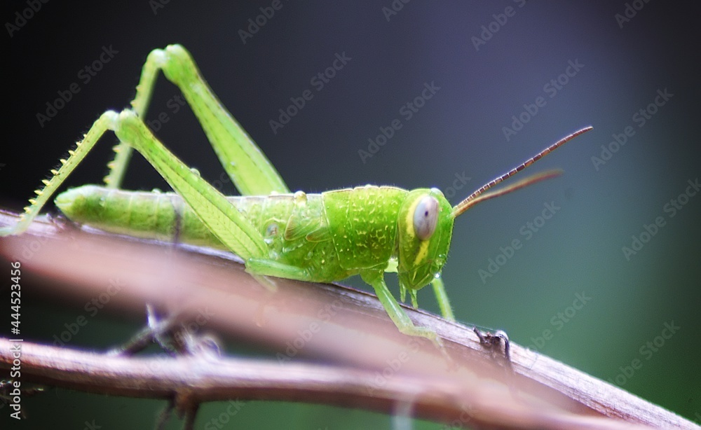grasshopper on a leaf grasshopper on a leaf
