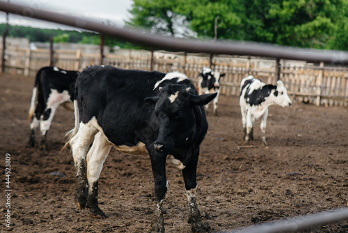 Raising cows for milk production on an industrial farm. Industrial farming farm . Animal husbandry and cow breeding