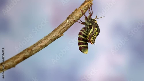 Schmetterling (Graellsia isabellae) breitet seine Flügel aus photo