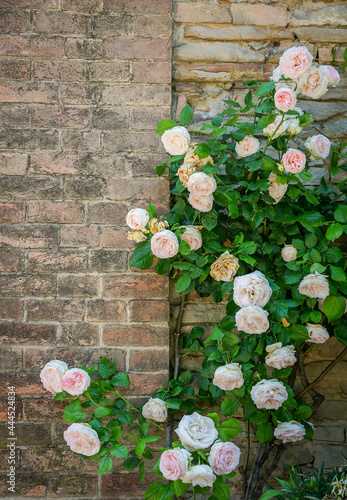 Wallpaper Mural Noisette rose bush near an ancient wall Torontodigital.ca