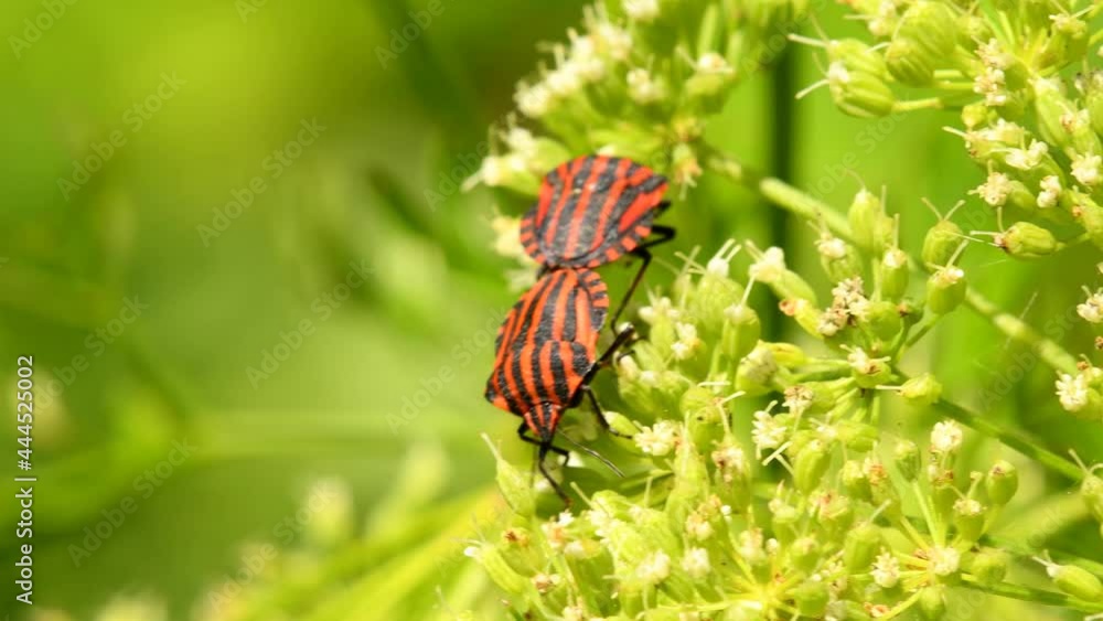 shield bugs during reproduction on a flower
shield bugs during reproduction on a flower