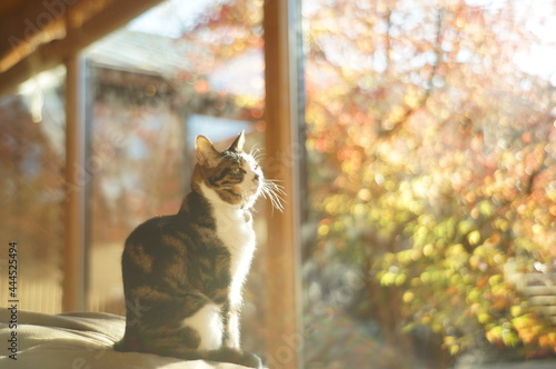 A brown tabby seeing autumn leaves