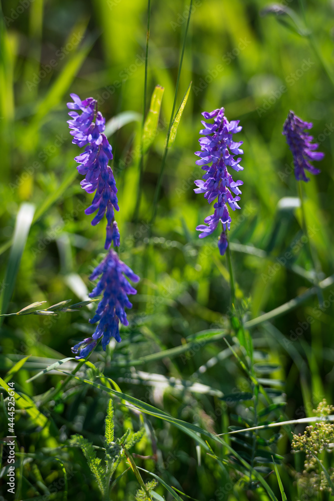 Lavender flowers in the field