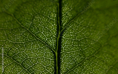 Close Up Of Green Leaf Texture