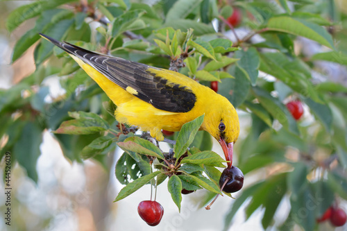 Golden oriole (Oriolus oriolus) eating a cherry photo