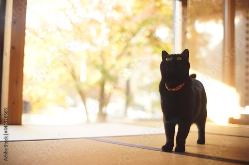 A black cat playing against background of autumn leaves