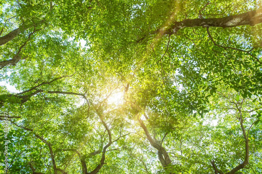 Obraz premium Sun Shining Through green Tree brunches, Low Angle View, background