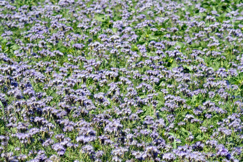 Agriculture  Phacelia Plant