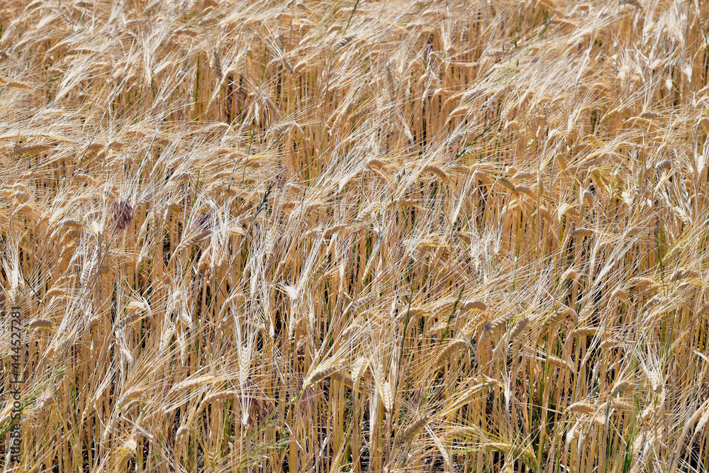 Fototapeta premium Agriculture, Rye Field