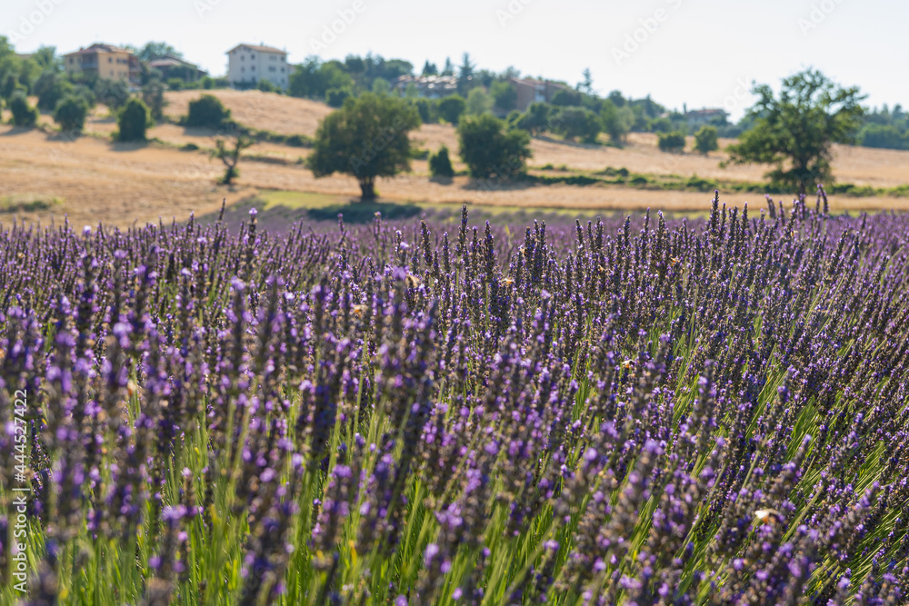 Obraz premium Incantevole campo di profumati fiori di lavanda