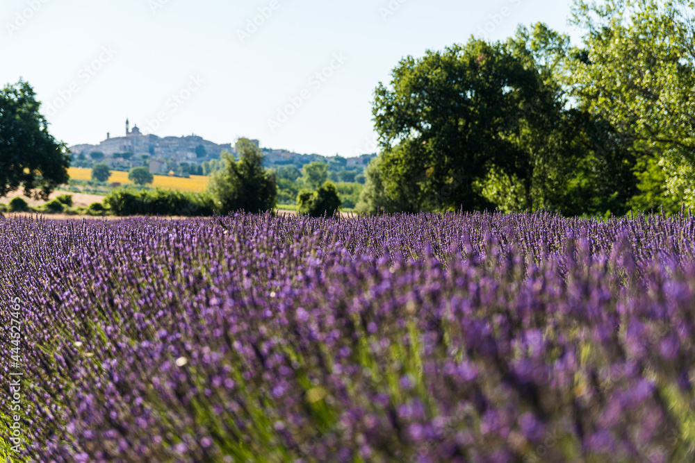 Incantevole campo di profumati fiori di lavanda