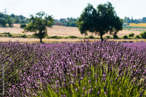 Wallpaper Mural Incantevole campo di profumati fiori di lavanda Torontodigital.ca