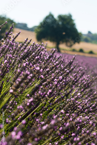 Incantevole campo di profumati fiori di lavanda