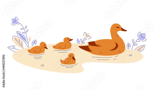 Duck with ducklings in the water. Vector illustration in flat cartoon style.