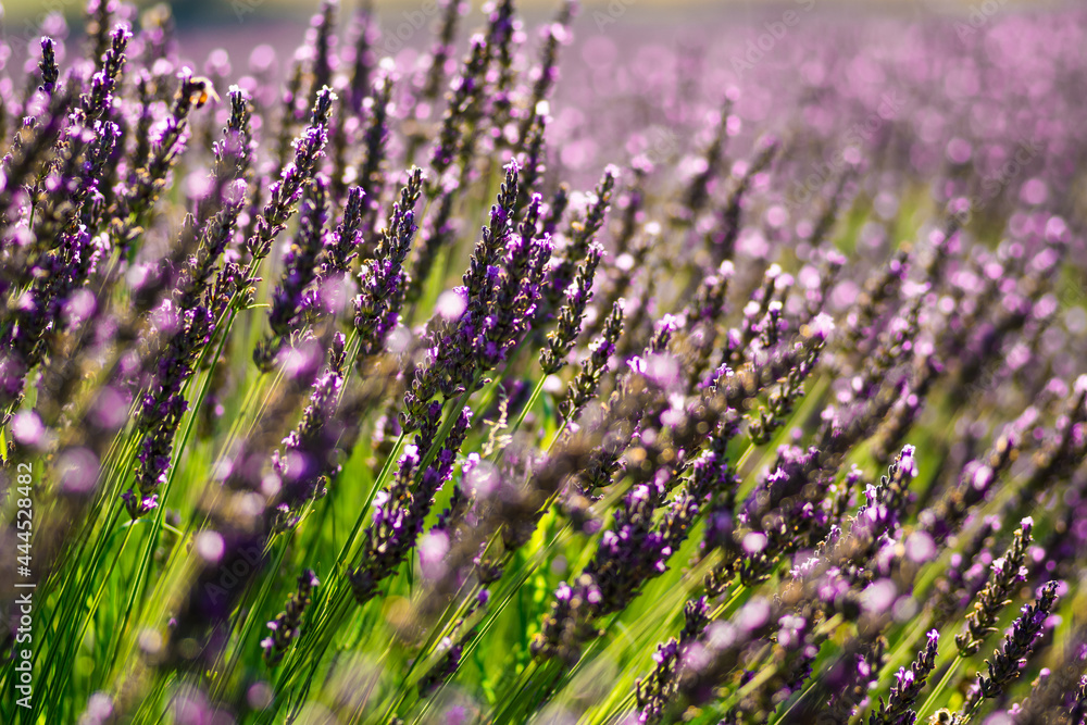 Obraz premium beautiful and fragrant purple and blue lavender flowers