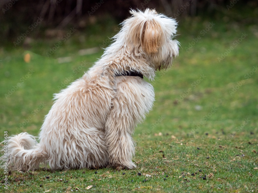 Side view of puppy sitting in the park Side view of puppy sitting in the park