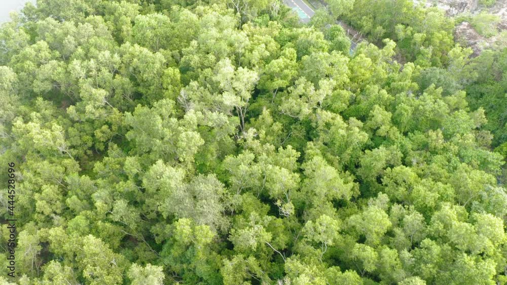 4K Aerial drone top down view. Drone flying over curve river and dense forest. Beautiful top view of streams and coniferous trees. Bird eye view of sunny day forest. 4K Aerial drone top down view. Drone flying over curve river and dense forest. Beautiful top view of streams and coniferous trees. Bird eye view of sunny day forest.