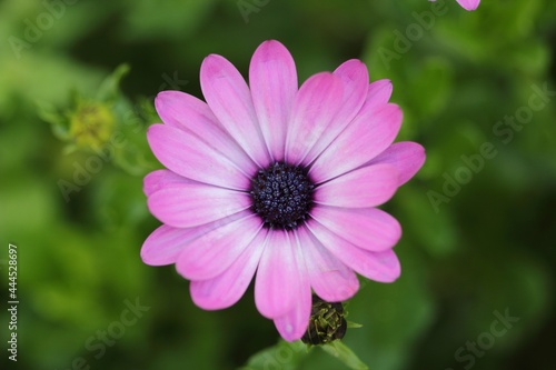 Purple Osteospermum in a closeup with green background