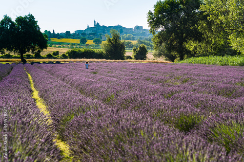 people in a beautiful lavender field between perfume and blue violet color