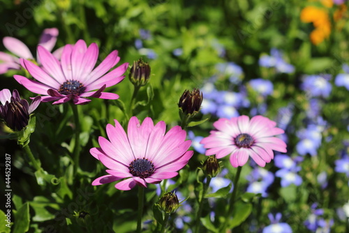 Osteospermum in garden with blue flowers in background