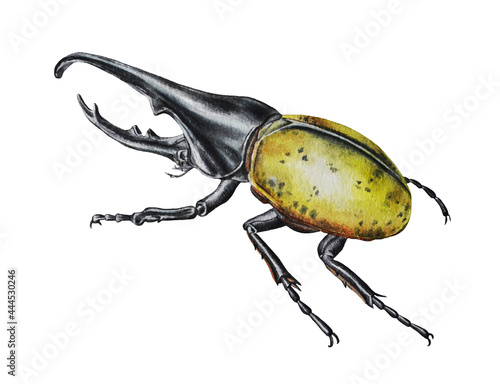 Hercules beetle. Watercolor zoological illustration. Idea for postcards, stickers, book illustrations, realistic image. 
