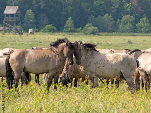 rub their heads gently two free-ranging horses breed Konik grazing in the Dunduru meadows, Latvia