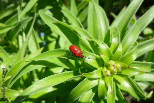 Scarlet lily beetle, Lilioceris lilii. Red beetle eats, damages lily leaves. Macro photography on a summer sunny day