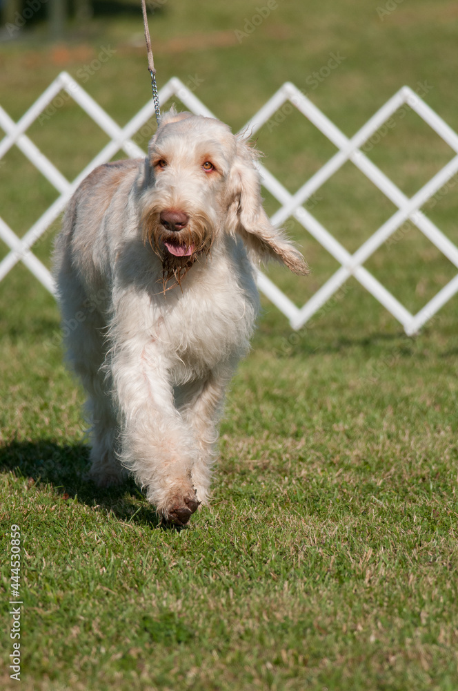 Spinone Italiano in the show ring at a dog show
