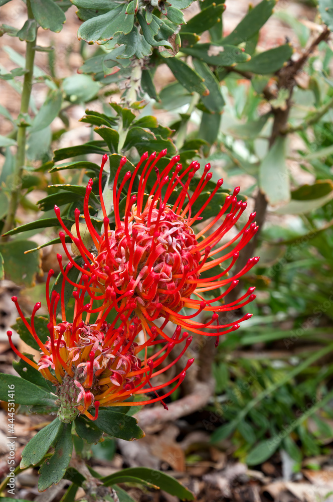 Sydney Australia, red flowers of a leucospermum cordifolium X glabrum allegro shrub Sydney Australia, red flowers of a leucospermum cordifolium X glabrum allegro shrub