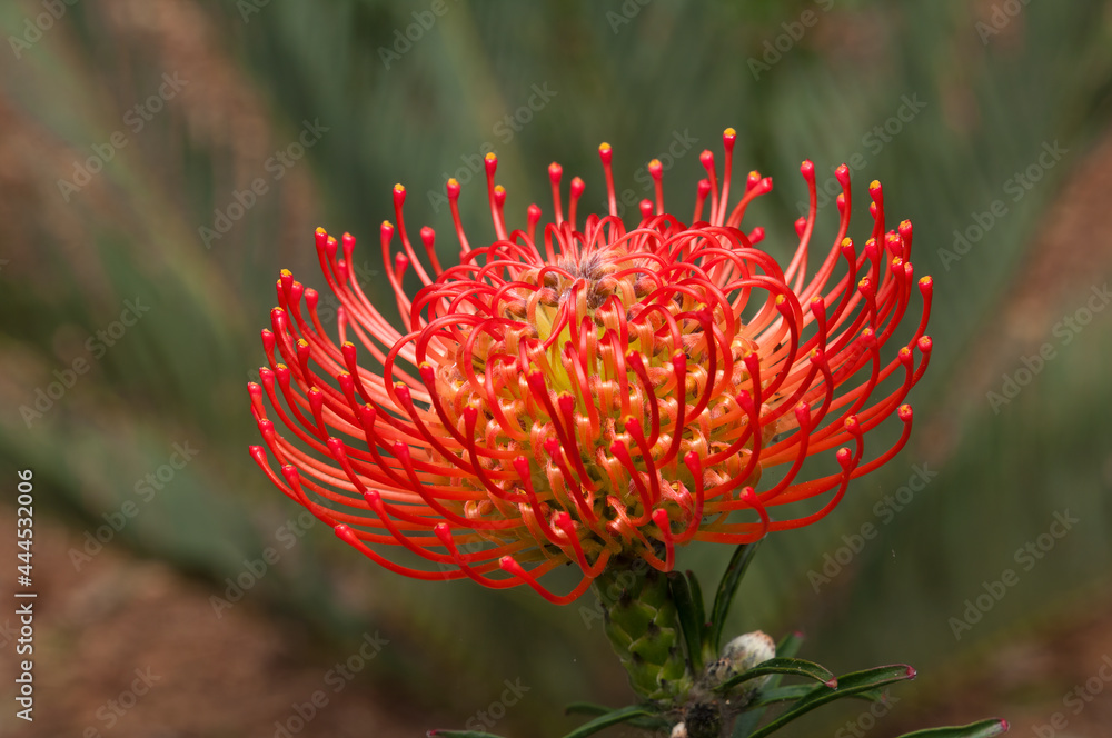 Sydney Australia, bright red flowerhead of a Leucospermum x lineare shrub Sydney Australia, bright red flowerhead of a Leucospermum x lineare shrub