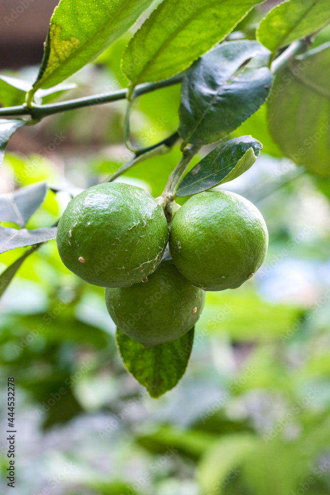 A bunch of green lime fruit growing on the tree inside of an agricultural farm A bunch of green lime fruit growing on the tree inside of an agricultural farm
