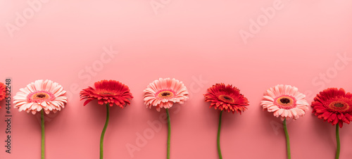 Fotografie, Obraz Red and pink gerbera daisies in a raw on a pink background