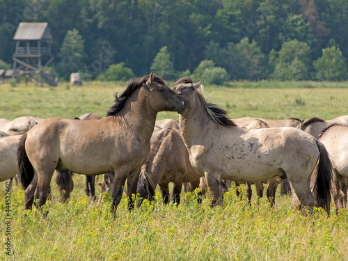 rub their heads gently two free-ranging horses breed Konik grazing in the Dunduru meadows, Latvia