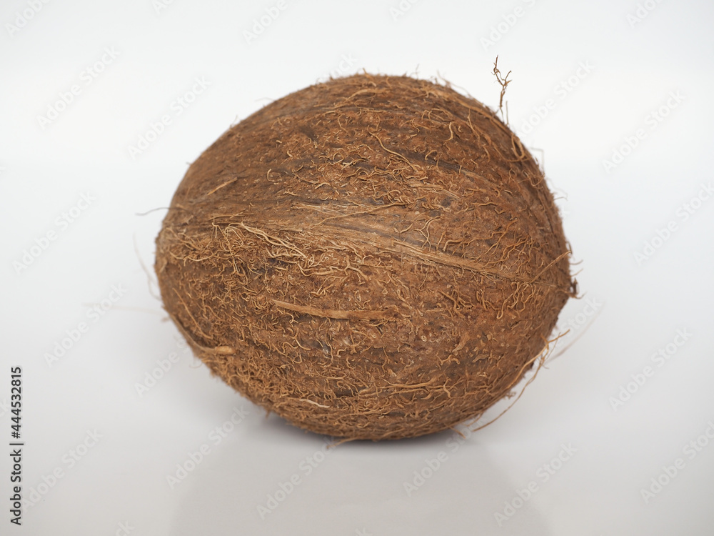coconut (Cocos nucifera) fruit coconut (Cocos nucifera) fruit