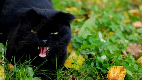 Angry black cat. Halloween symbol. Black cat hisses and bares its teeth in the autumn garden.Aggressive cat close-up photo