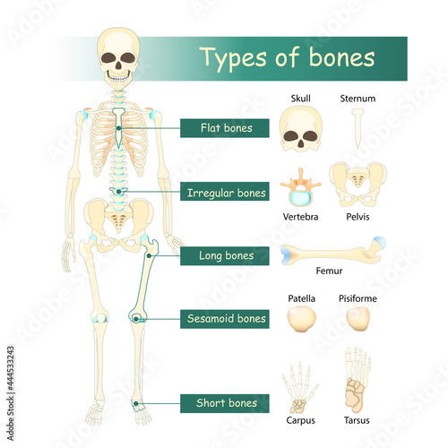 Bones types of Human skeleton