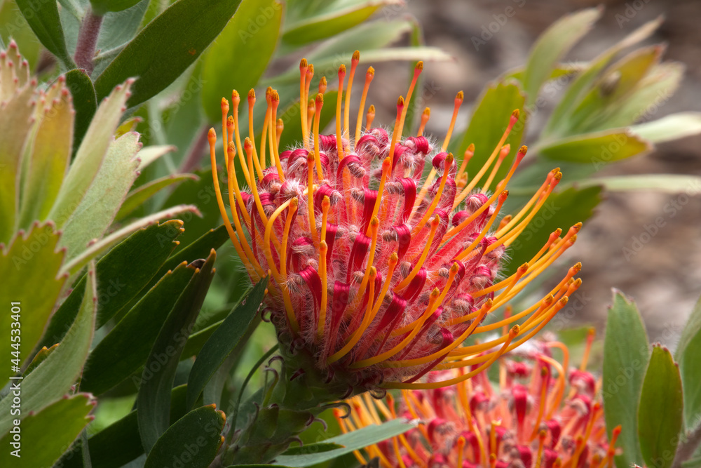 Sydney Australia, red flower head of a leucospermum x cuneiforme 'Rigoletto' native to south africa Sydney Australia, red flower head of a leucospermum x cuneiforme 'Rigoletto' native to south africa