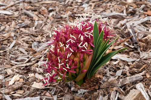 Sydney Australia  head of pink flowers of a Boophone disticha or tumbleweed a native of  Africa